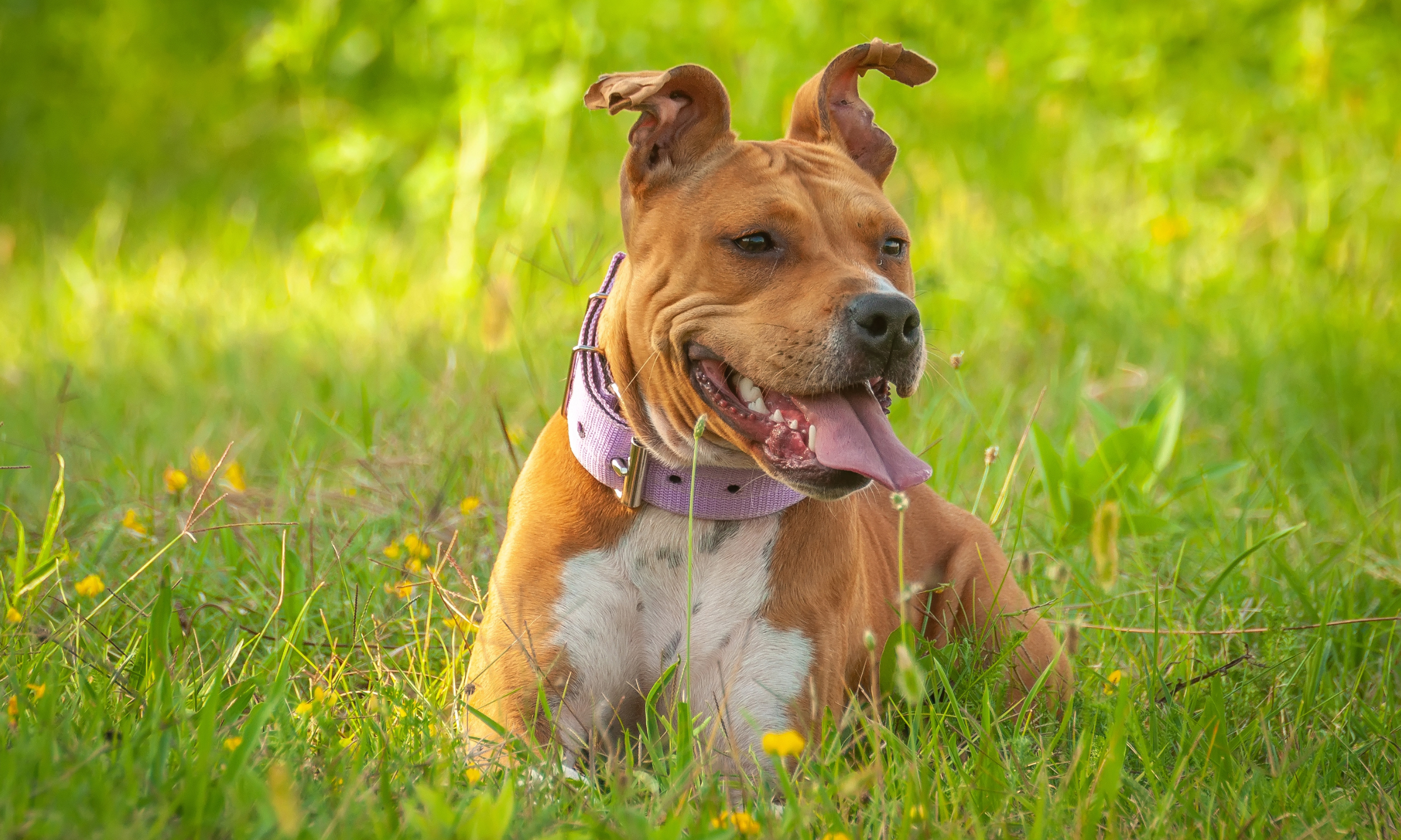 View of How to Support Your Dog’s Gut Health Naturally with Prebiotics and Pro ...
