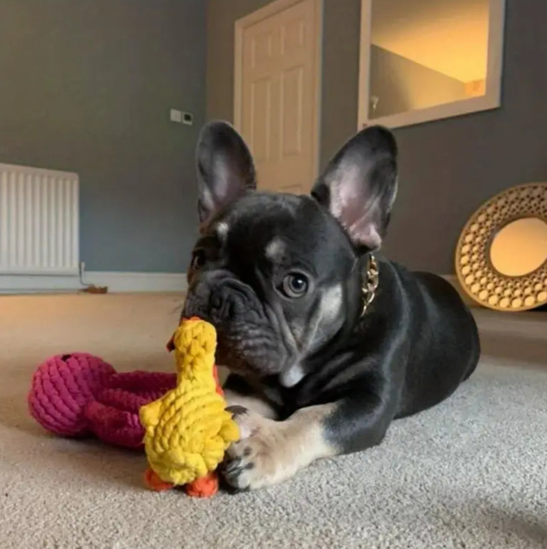 Duck Toy - Durable Bite Resistant - Cotton Rope Material