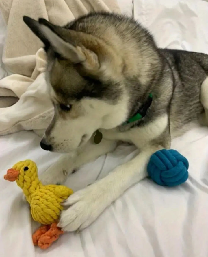 Duck Toy - Durable Bite Resistant - Cotton Rope Material