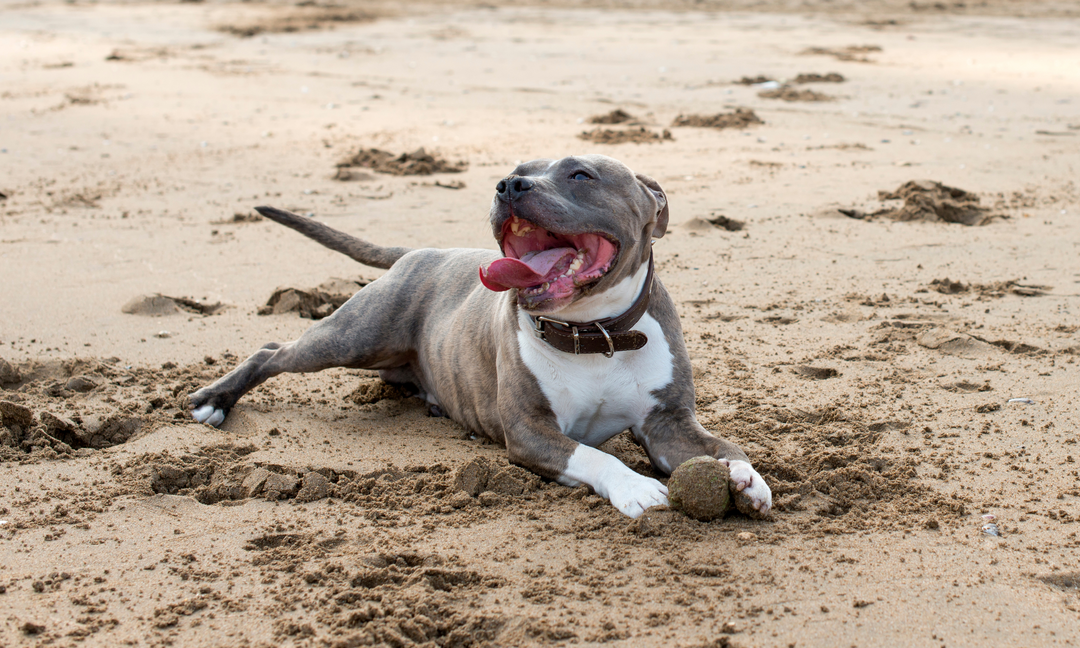A joyful, athletic American Bullshire Terrier laying on a sandy beach with a ball, mouth open wide and tongue out showcasing strength, mobility, and vibrant health.