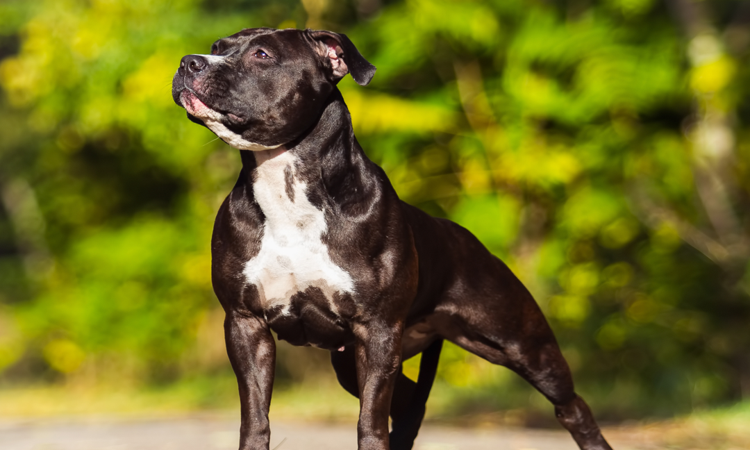 Best Multivitamins for American Staffordshire Terriers: What to Look For