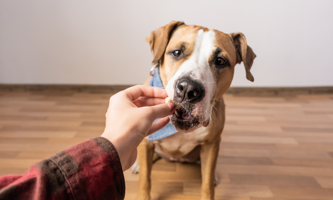 What to Expect After Starting Your Dog on Breed-Specific Multivitamins