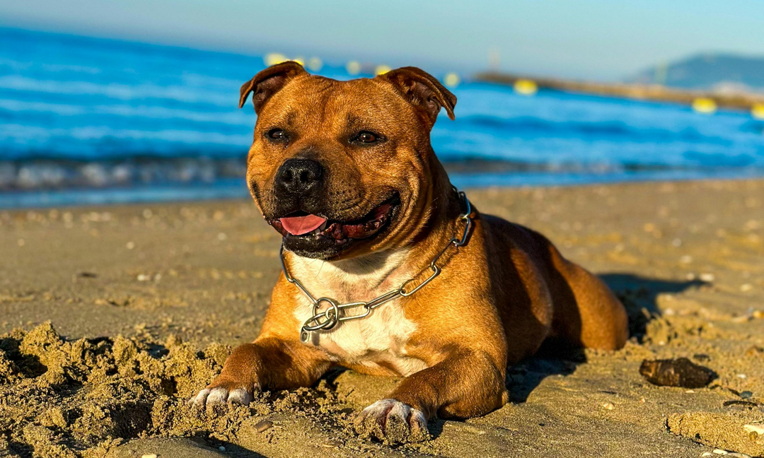 Best Vitamins for Joint Health in Amstaffs and Bull Breeds: What Every Parent Should Know