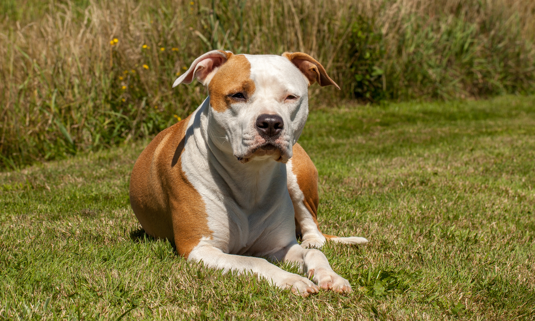 American Staffy Health Guide: Common Issues and Daily Support Tips for a Happier Pooch
