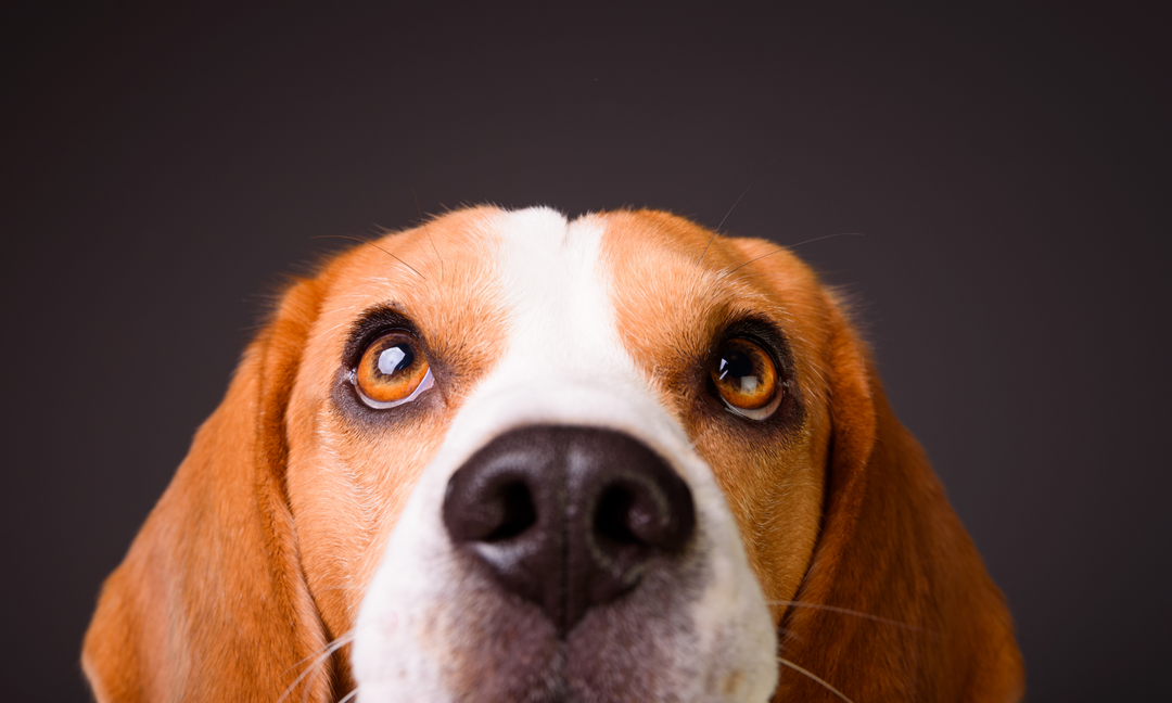 Soothing an Anxious Dog: Training, Supplements & More