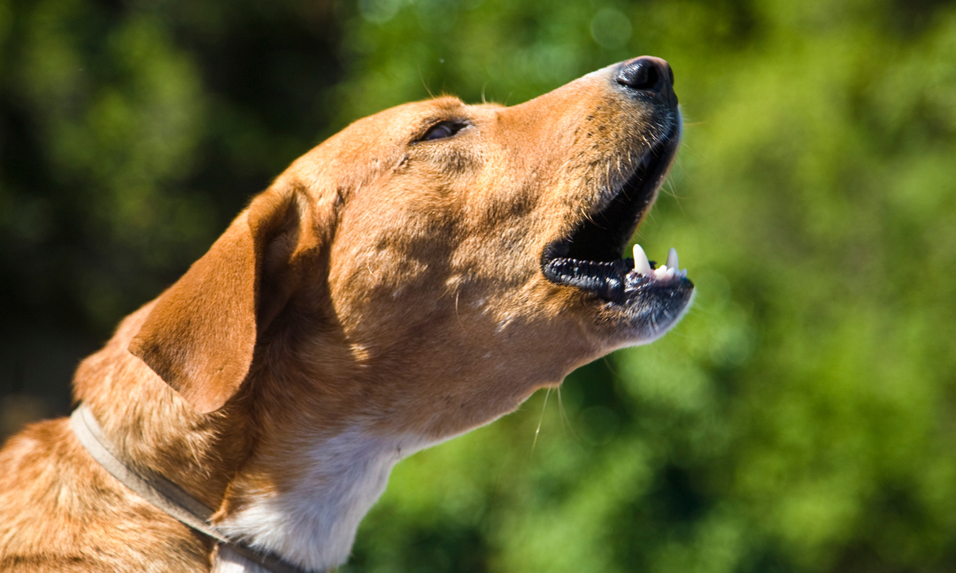 How to Tell If Your Dog Is Having an Anxiety Attack: Early Symptoms and What to Do