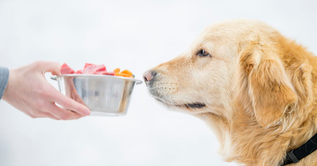 How Breed-Specific Vitamins Can Protect Your Canine's Health