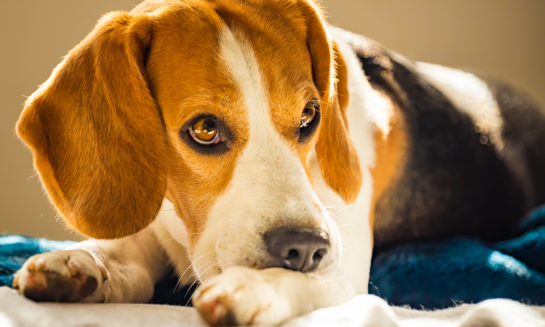 Beagle licking its paw, showing signs of itchy skin irritation
