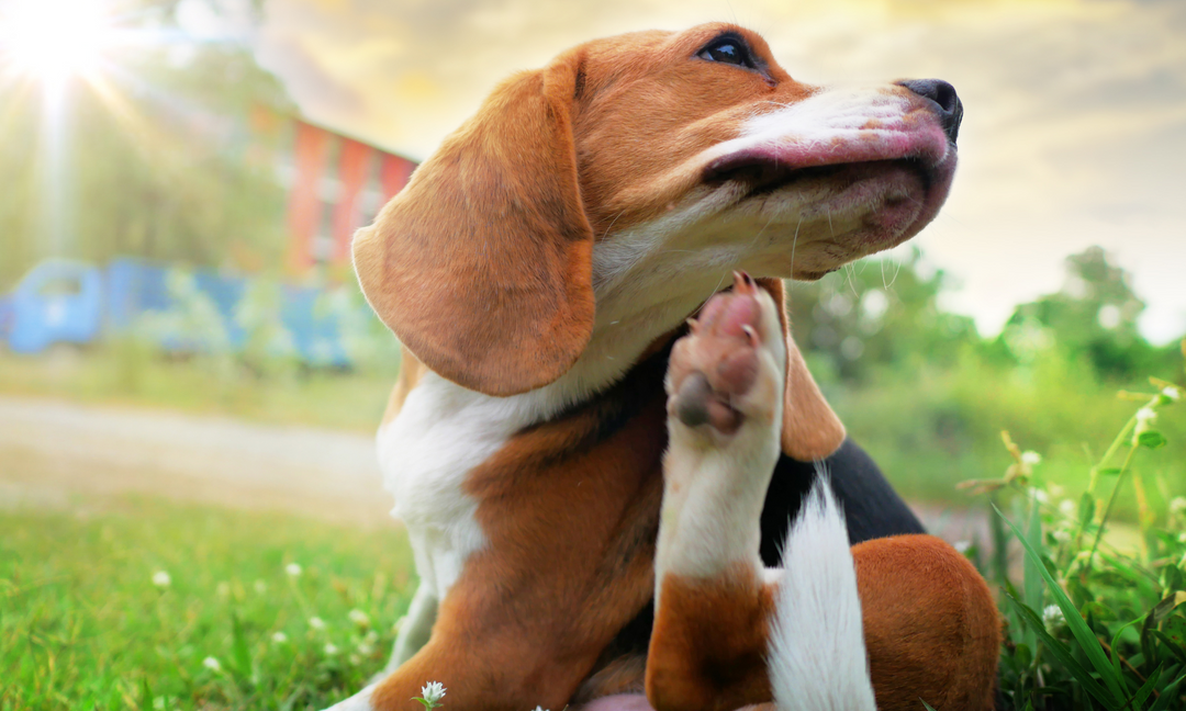 Beagle scratching its neck outdoors, showing signs of itchy skin in dogs.
