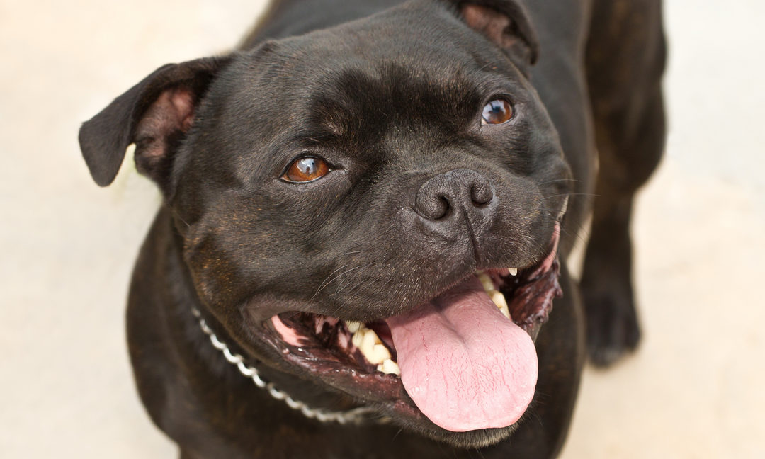 Close-up of a happy black Staffordshire Bull Terrier with a shiny coat, tongue out, and bright eyes, showcasing good health and vitality.