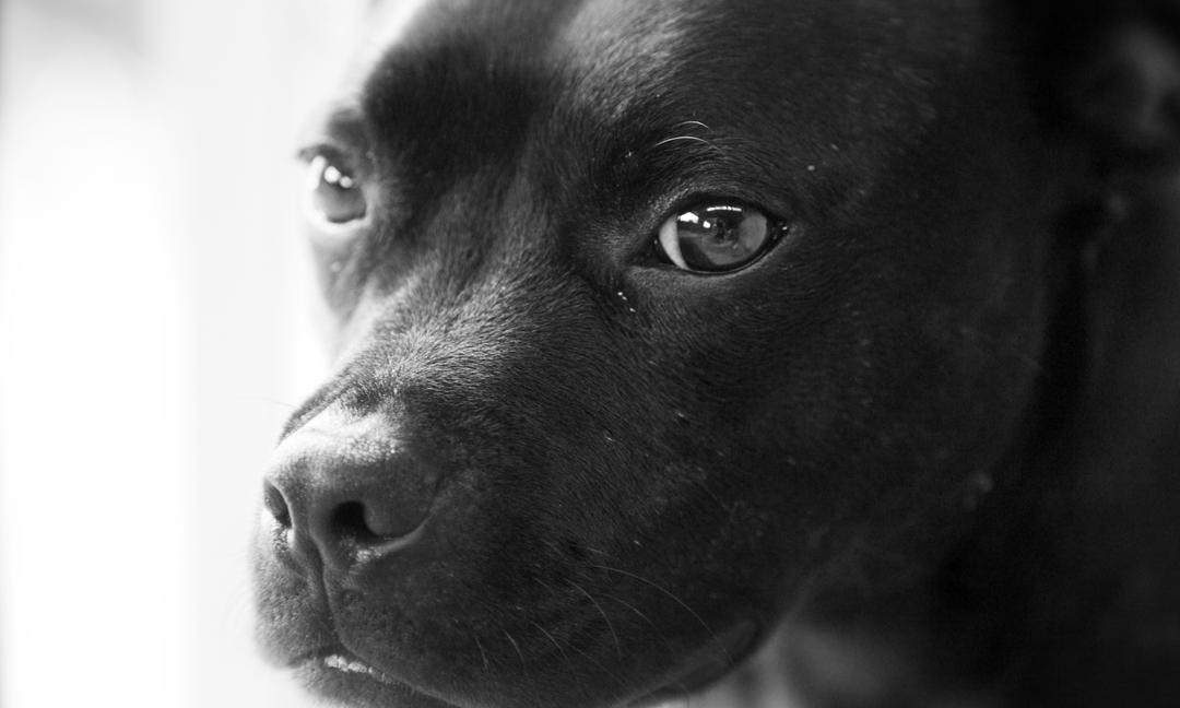 Blue English Staffy Puppies: What to Expect When Bringing One Home