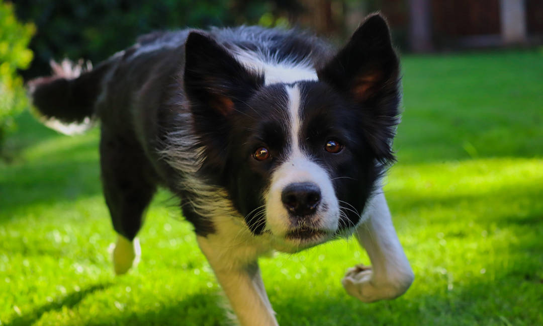 Border Collie outdoors, focused and alert while running on grass