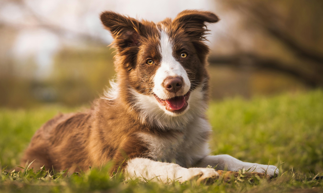 Best Supplements for Border Collies: Supporting Active Dogs from Nose to Tail