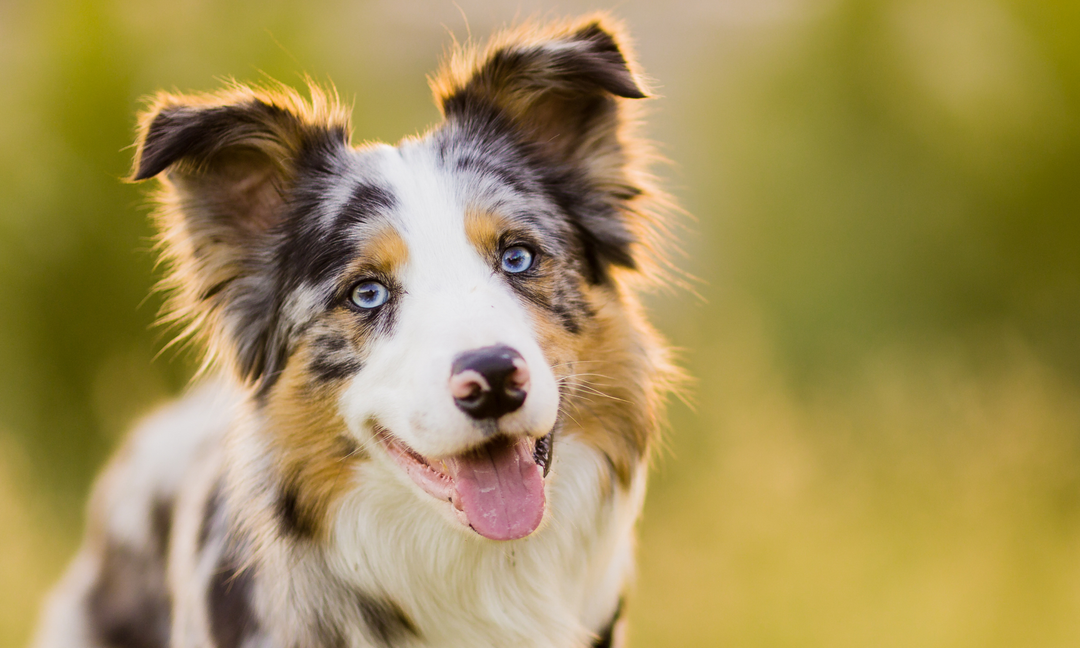 Why Border Collies Need Extra Joint Support as They Age