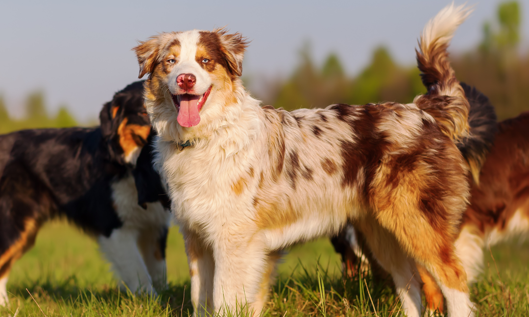 Dog Vitamins for Hips and Joints: What Every Pet Parent Should Know