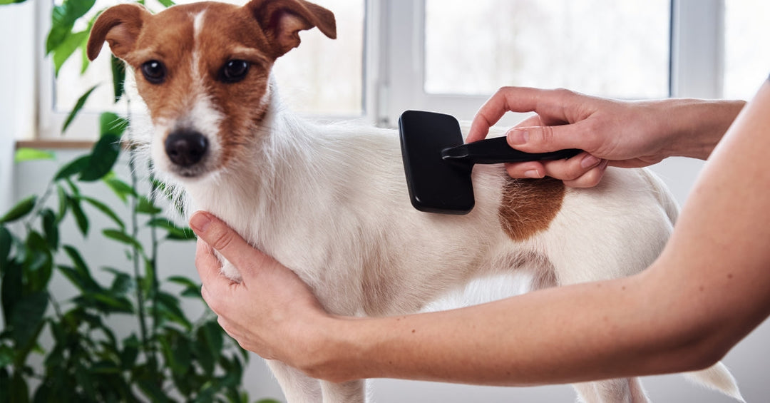 Keep Your Dog's Coat Shiny and Skin Healthy