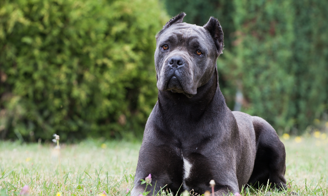 Cane Corso with cropped ears lying on grass, looking alert with a calm expression, against a blurred green background.