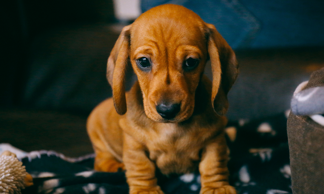 Canine Anxiety Treatment: Best Approaches for a Calmer Dog