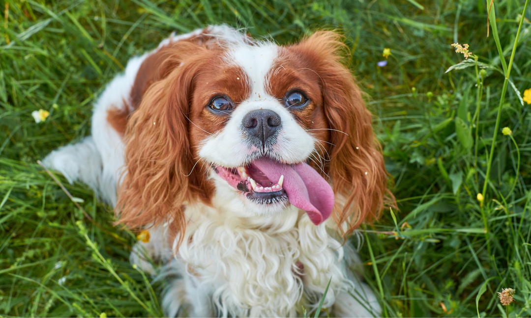 Happy Cavalier King Charles Spaniel with a white and chestnut coat sitting in the grass, tongue out and looking healthy and energetic