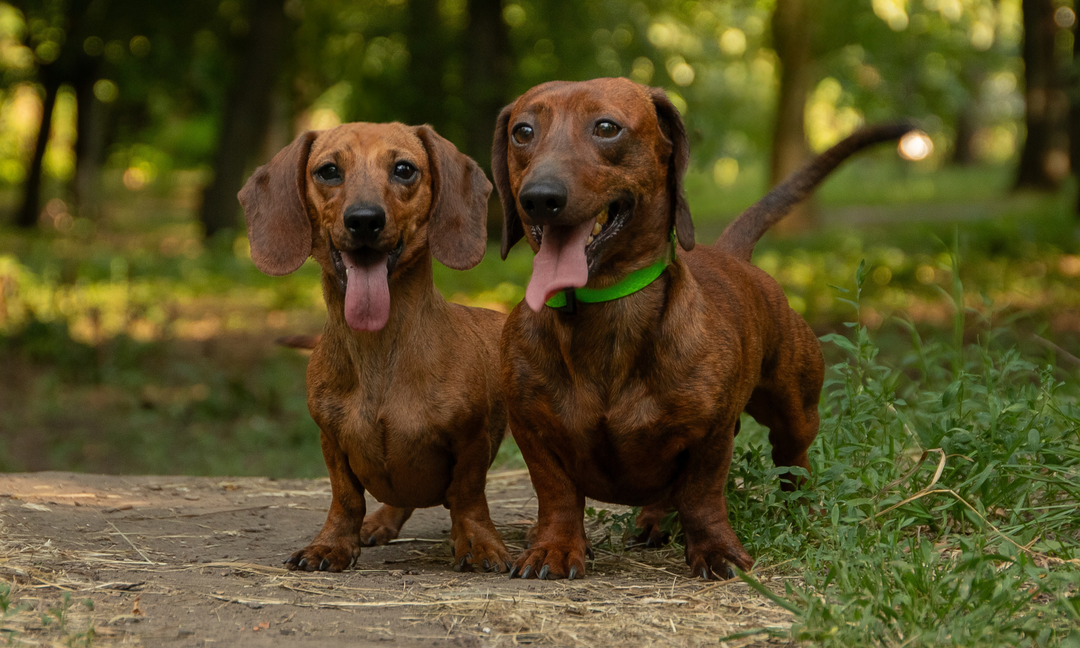 Is Your Fluffy Weiner Dog Showing Signs of Poor Gut Health? Here's What to Do