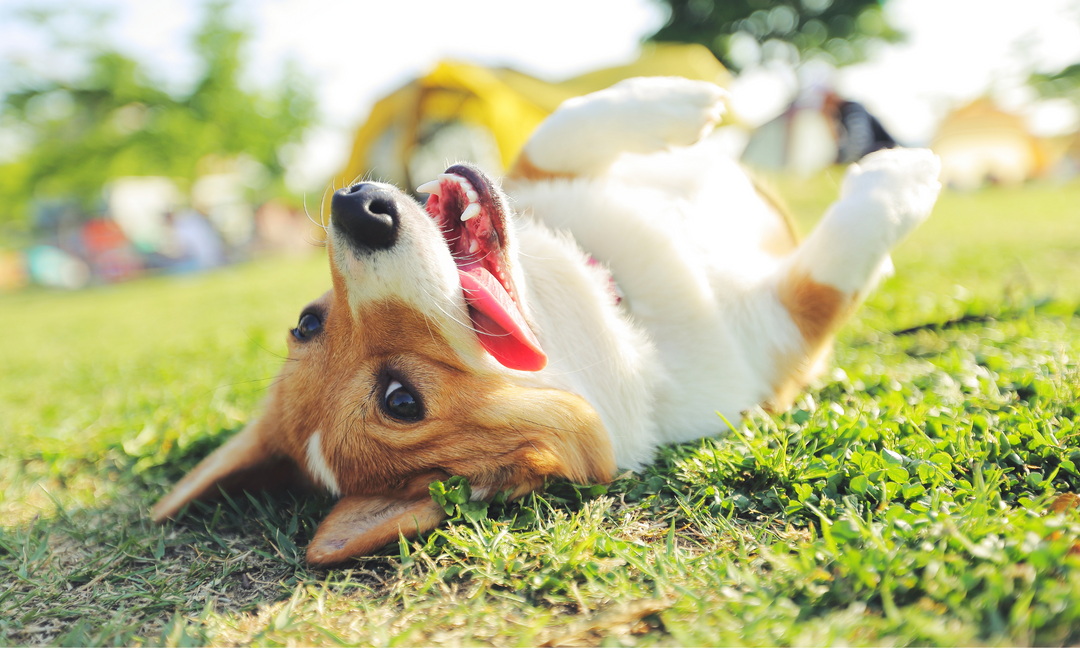 A happy, healthy Corgi lying upside down on green grass, playfully showing its tongue and teeth in a sunny outdoor setting.