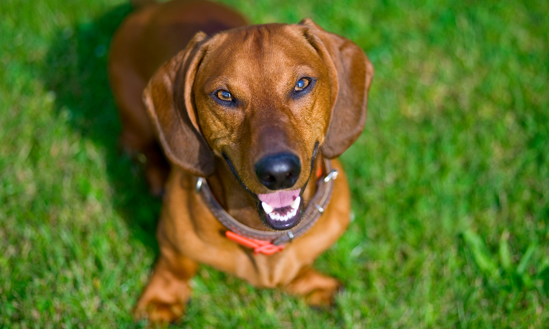 "Smiling Dachshund sitting on green grass, looking healthy and alert.
