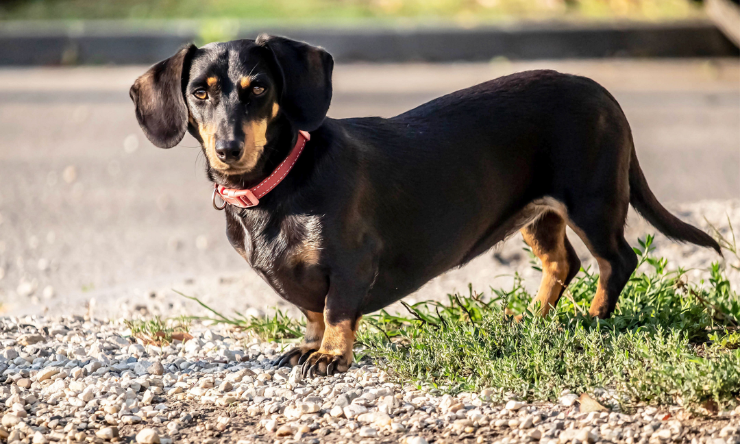 How Aralis Animals Supports Australian Dachshunds with Targeted Daily Vitamins