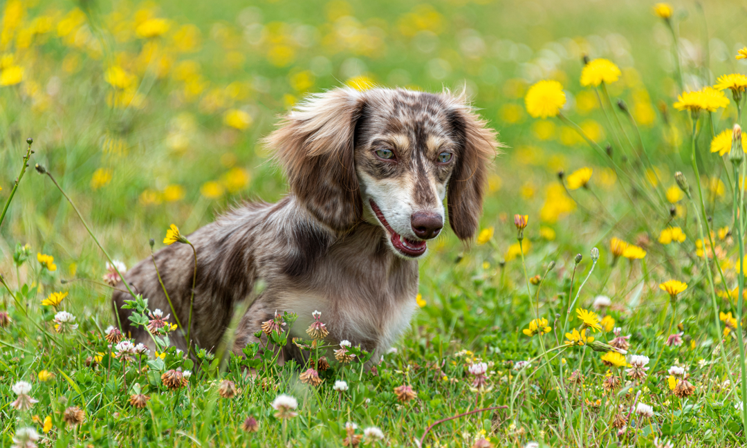 What You Need to Know About Prebiotics, Probiotics, and Multivitamins for Dachshunds