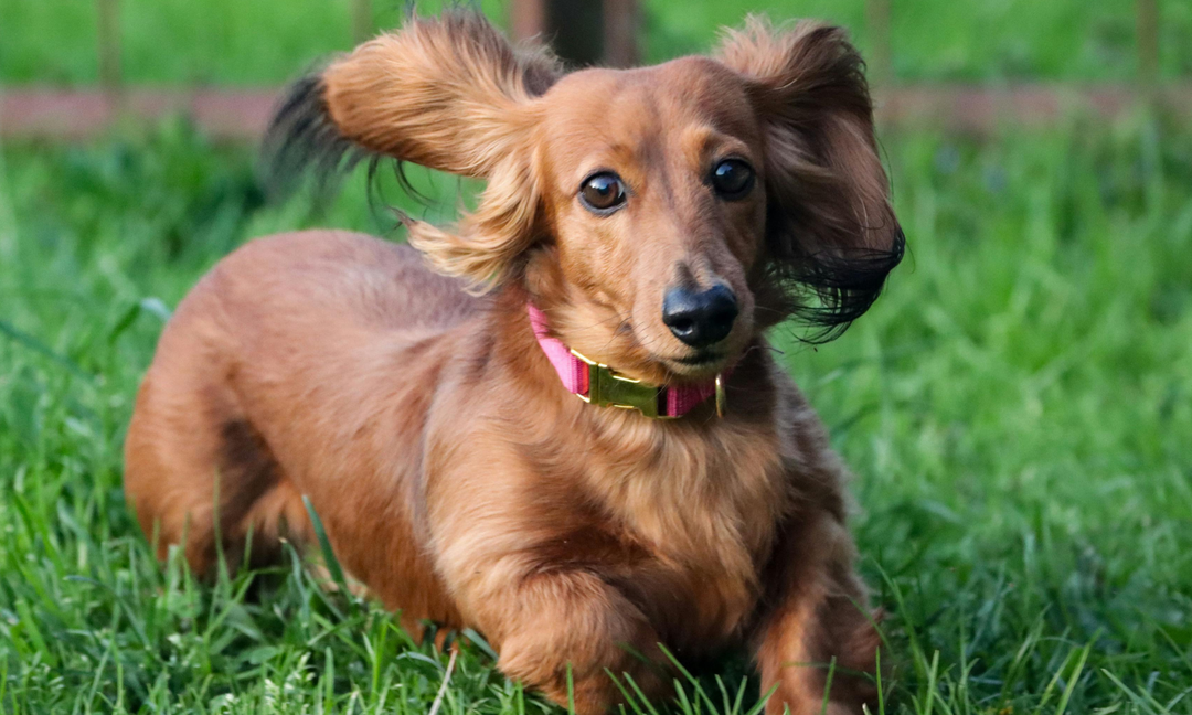 Dachshund Vitamins for Back Support: Protecting Their Long Spine