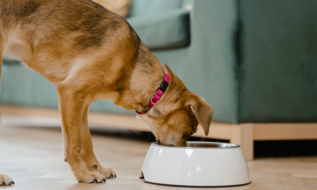 Dog wearing a pink collar eating from a white food bowl indoors, representing gut health and prebiotic nutrition.
