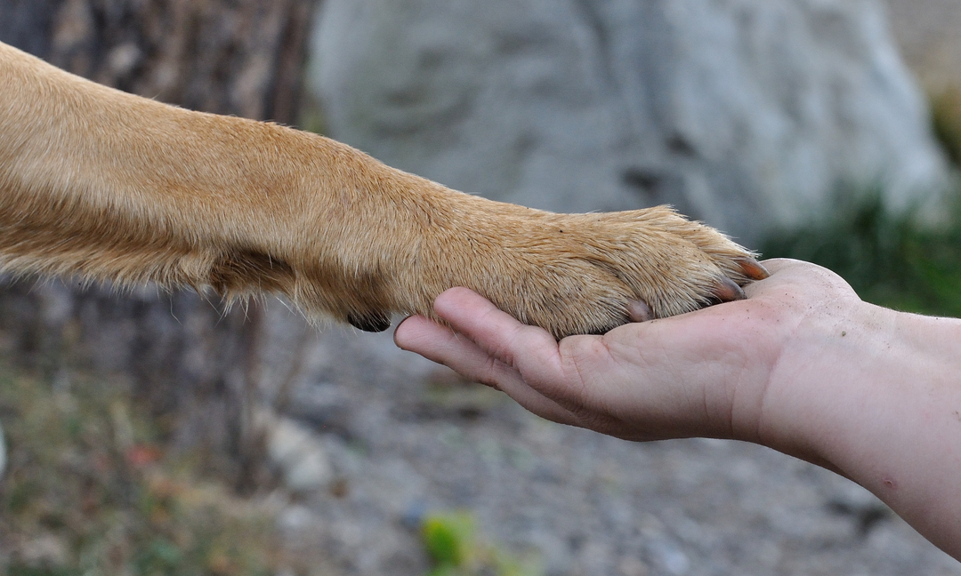 Dog Allergies in the Paws: How Gut Prebiotics and Probiotics Can Help Calm Flare-Ups