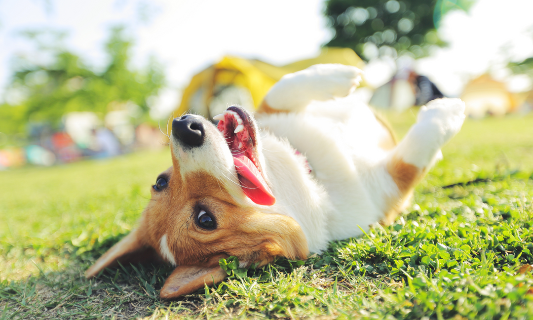 Happy dog rolling in the grass on a sunny day, showcasing vibrant energy and a shiny coat symbolising the benefits of good gut health and probiotics.