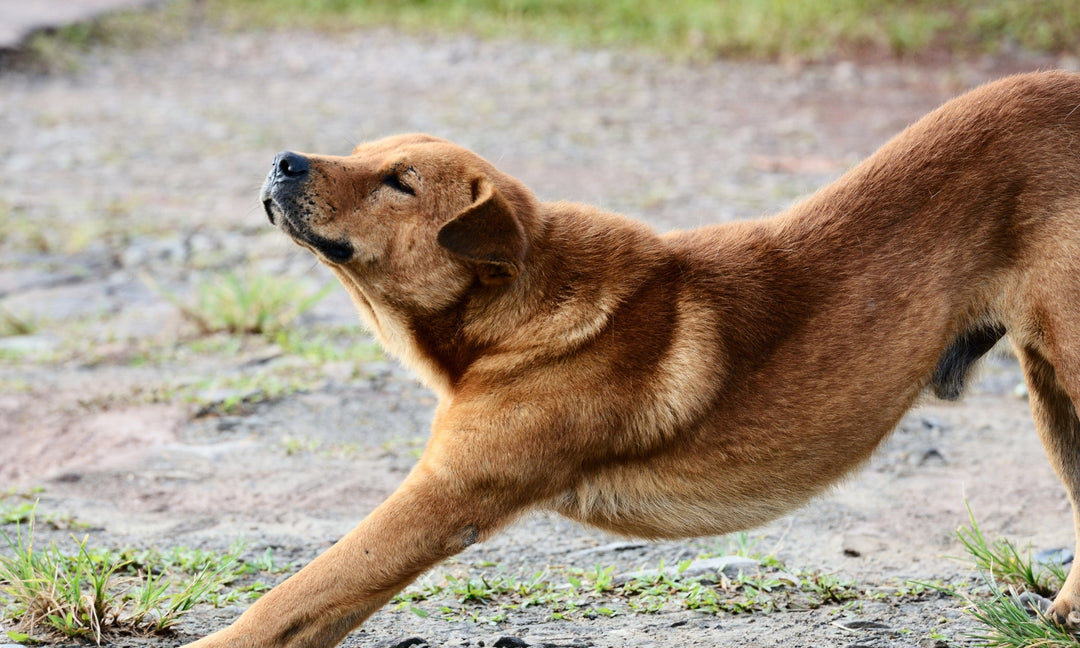 The Gut-Joint Connection in Dogs: Why Probiotics Can Help With More Than Digestion
