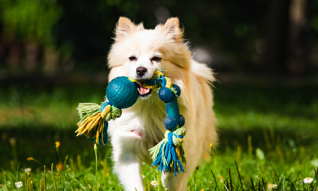 What Dog Owners Should Know About Anti-Allergy Supplements and Gut Health