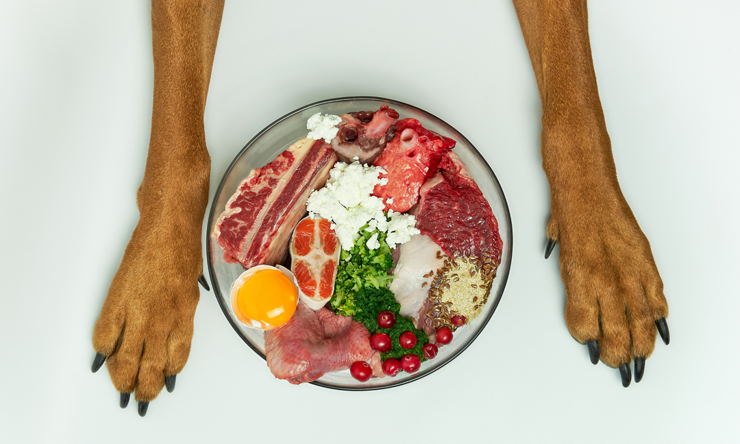 Dog paws beside a bowl of fresh raw food, including meat, egg, vegetables, and supplements, symbolising complete canine nutrition.