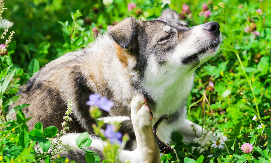 Dog scratching its neck in a grassy field, showing signs of skin irritation and allergy discomfort.