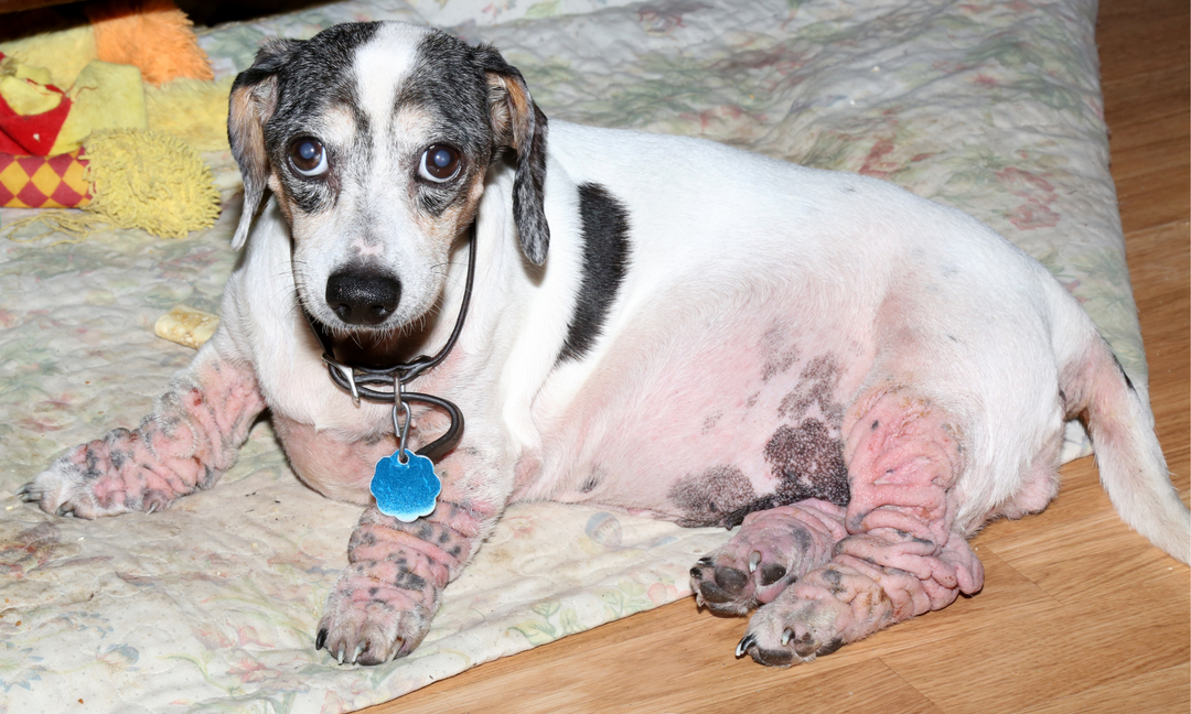 Dachshund lying on a blanket showing visible signs of skin allergies, red, inflamed skin on legs and belly