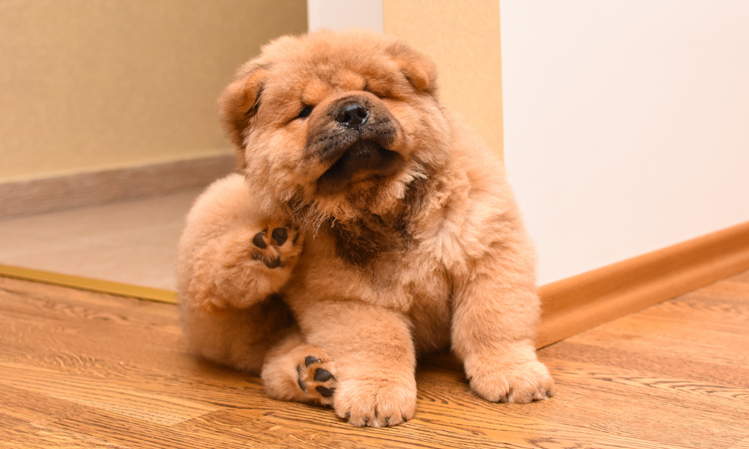 Dog Allergies 101: Common Triggers and How Nutrition Helps Reduce Reactions