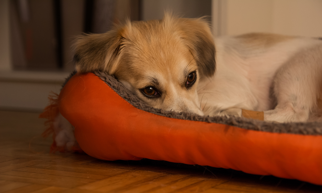 A sad-looking dog resting its head on the bed, showing signs of separation anxiety.
