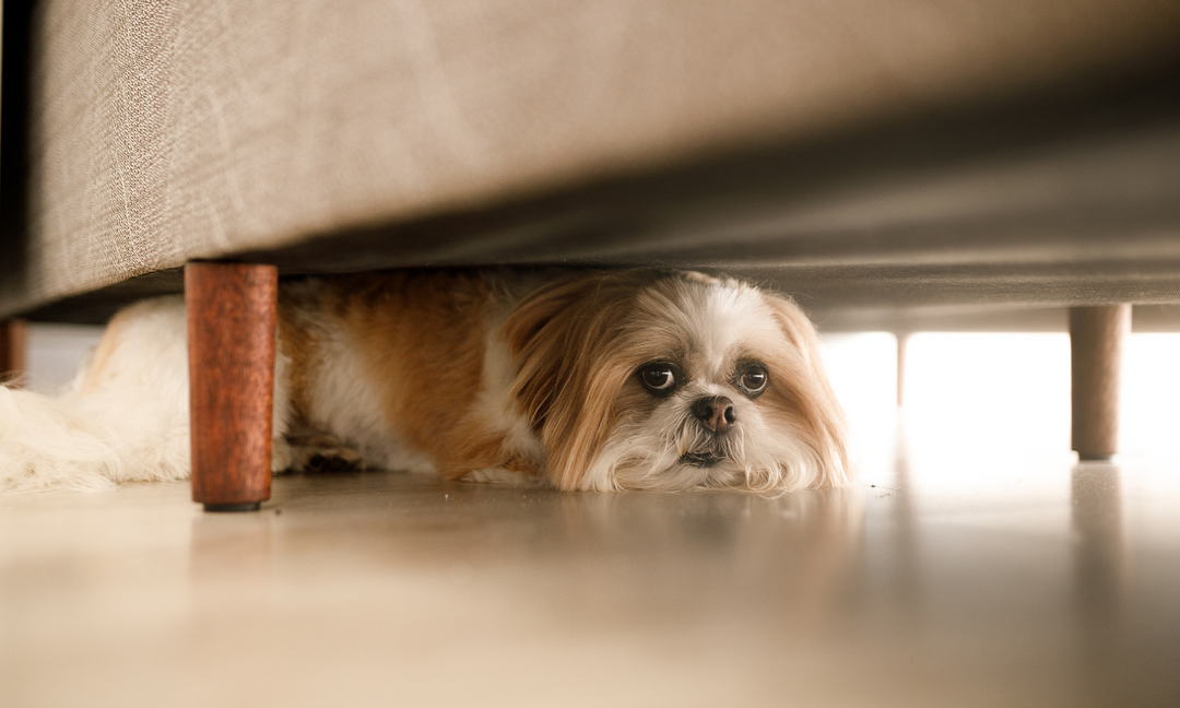 Anxious dog hiding under a table