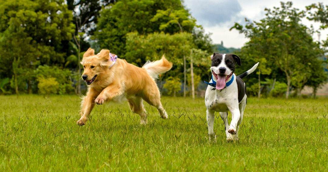 Aralis Animals Multivitamins