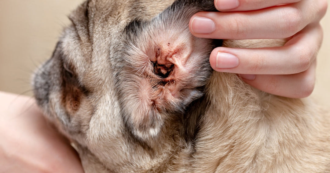 Pugs ear infection. And ear appears red and inflamed, with visible irritation. 