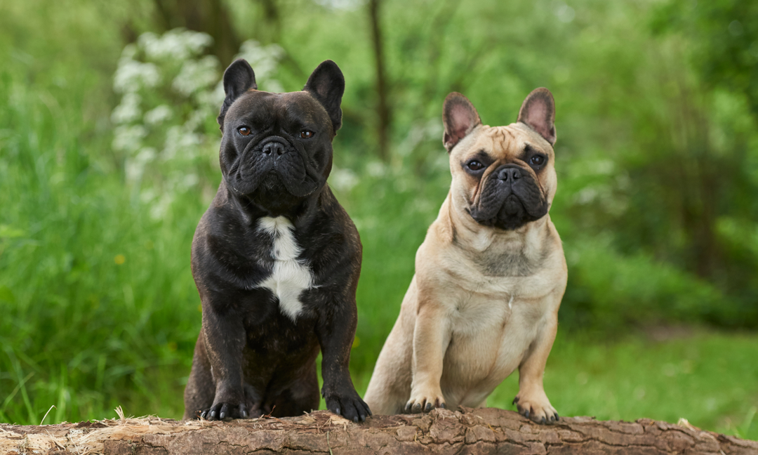 Two healthy French Bulldogs standing on a log outdoors, representing vitality and strength supported by breed-specific multivitamins.