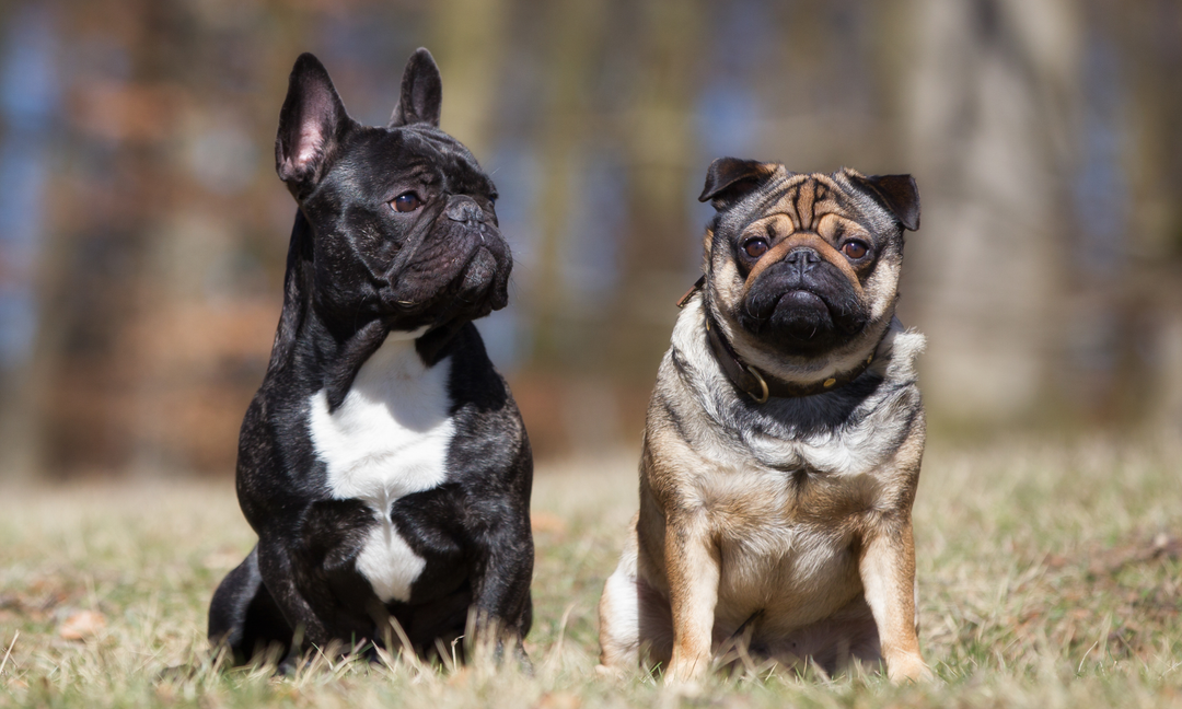 French Bulldog Skin Issues: How Gut Health and Daily Vitamins Can Help