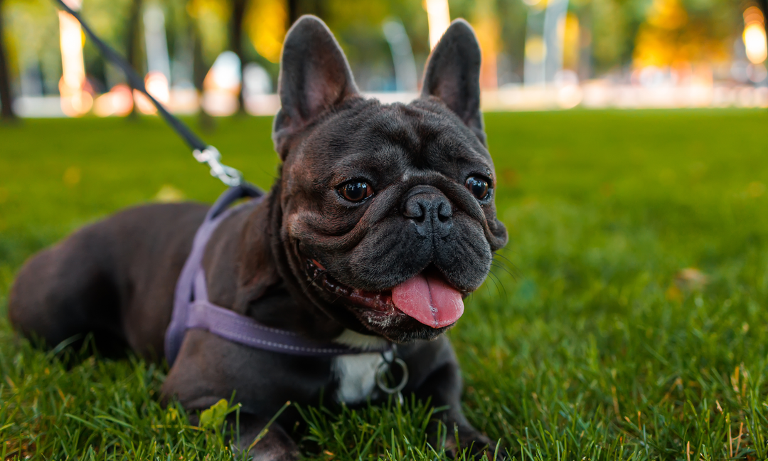 Leaky Stomach in Dogs: Signs, Causes, and How Aralis Animals Supplements Can Help