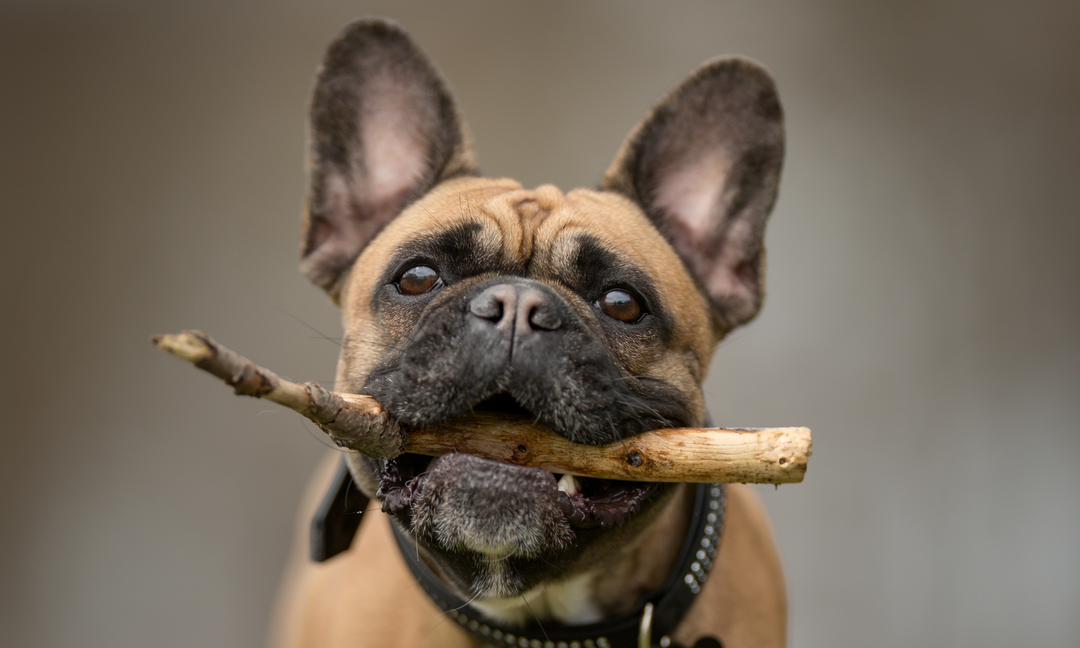 Probiotic + Prebiotic Benefits for Dogs: Why Gut Health Shouldn't Be Overlooked