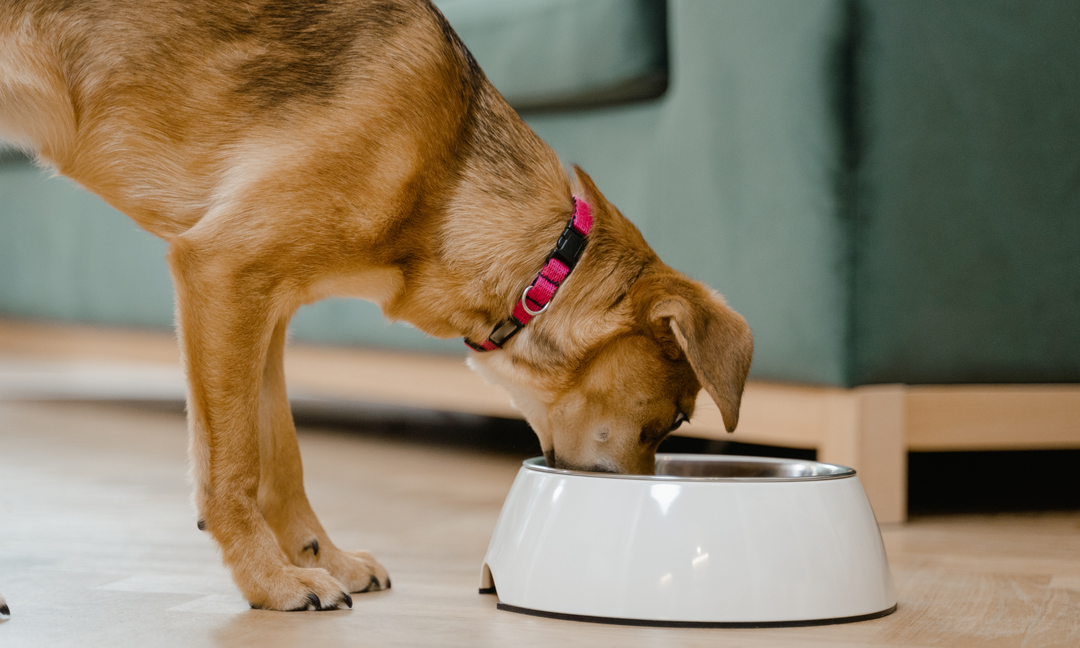 Why Your Fussy Eater Might Be Missing Key Nutrients