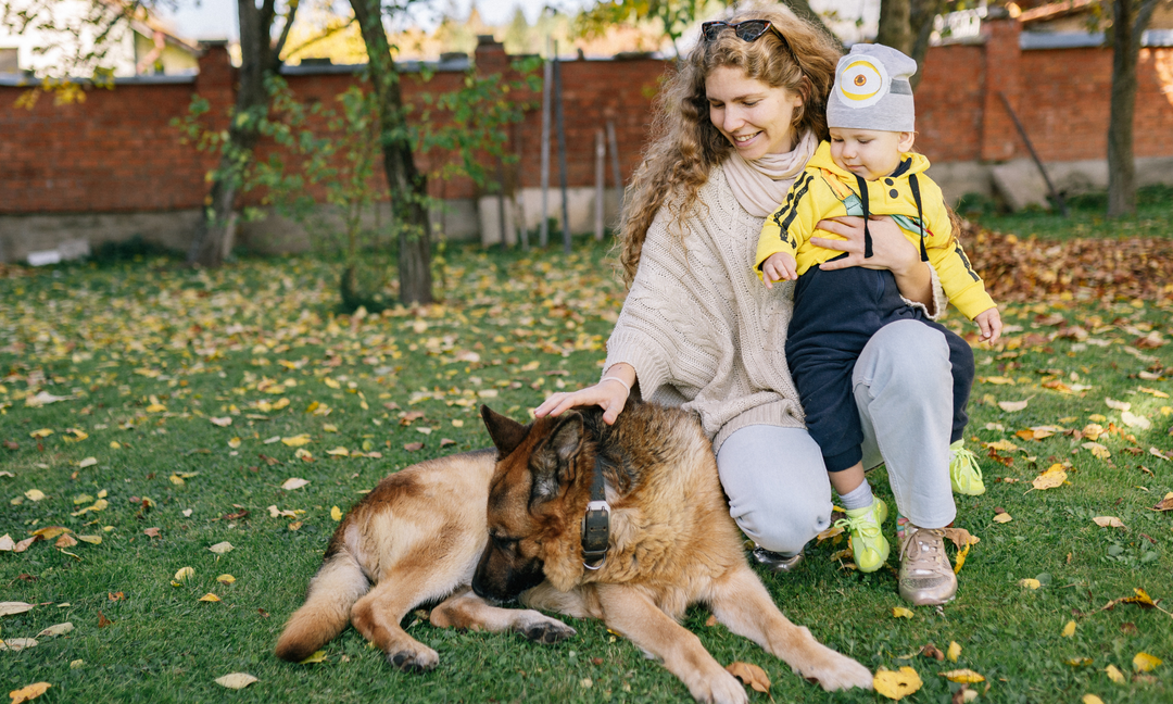 Seasonal Allergies in Dogs: How to Reduce Scratching, Licking and Irritated Skin