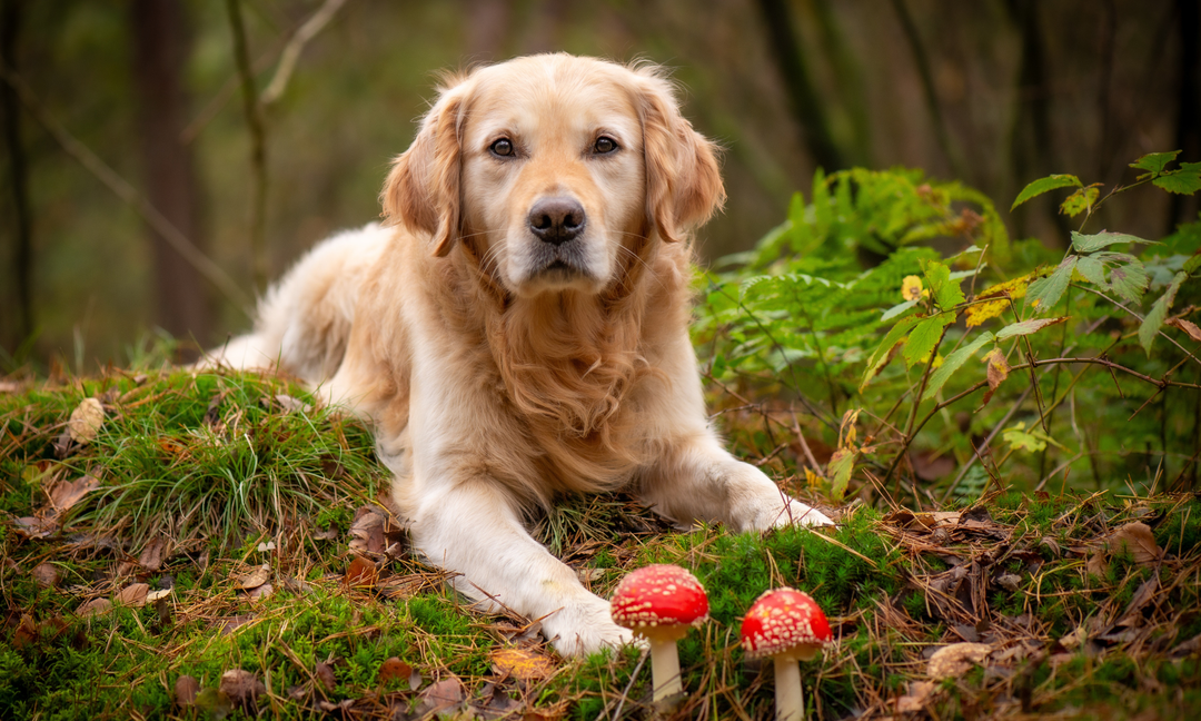 Why Antihistamines Aren't Always the Best Long-Term Fix for Dog Skin Allergies