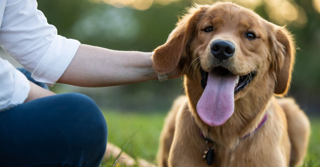A healthy dog with a glossy coat and bright eyes, thanks to breed-specific multivitamins targeting skin and joint health.